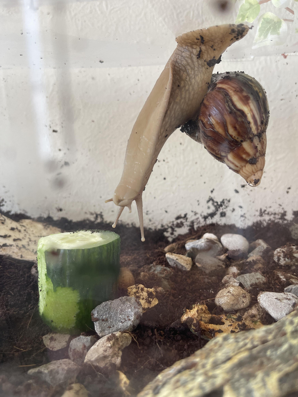My African Land Snail has been trying to spider-man kiss this cucumber for over hrs
