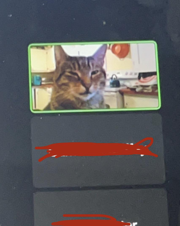 My algebra teacher put his cat on camera instead of himself