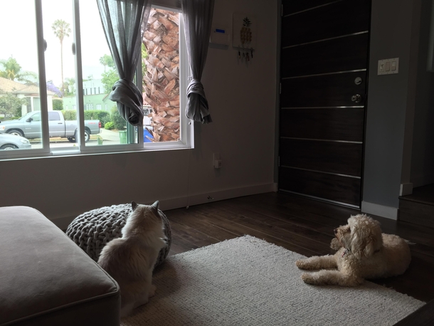 My animals watching their favorite movie called The Open Window