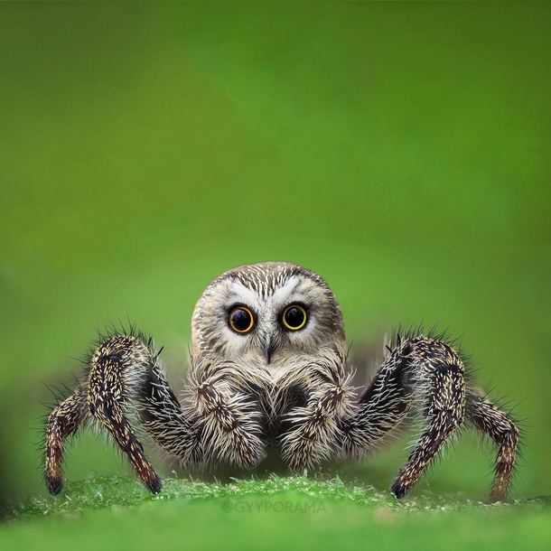 My attempt at making spiders less terrifying