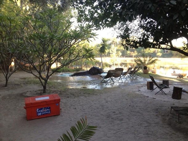 My aunt and uncle own a backpackersbar in Africa and woke up today to find this visitor in the pool