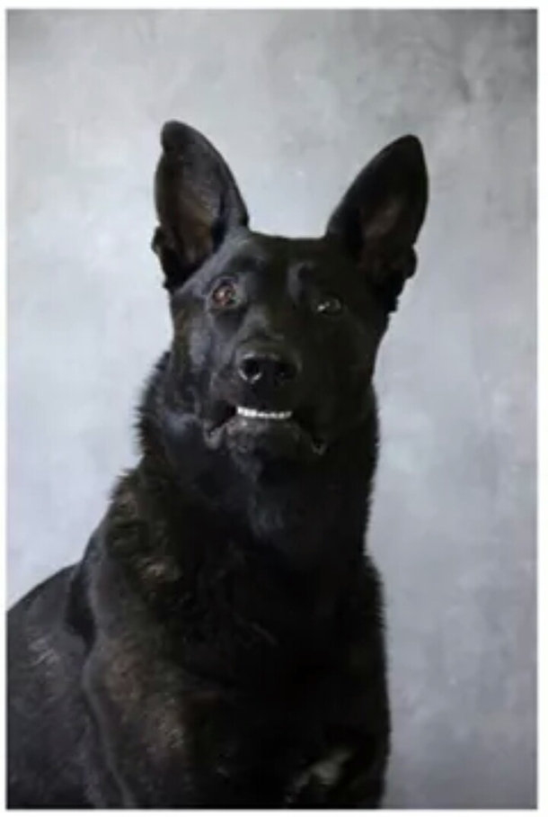 My aunt needed picture of her dog for an ID heres my favorite