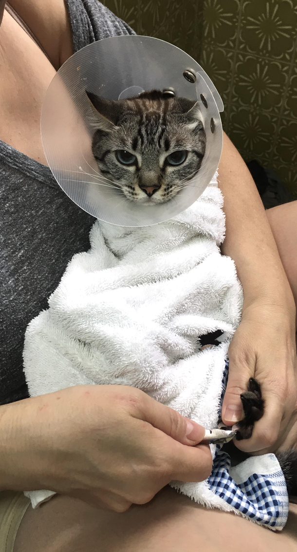My aunt needs to wrap her cat up like ET to trim his nails