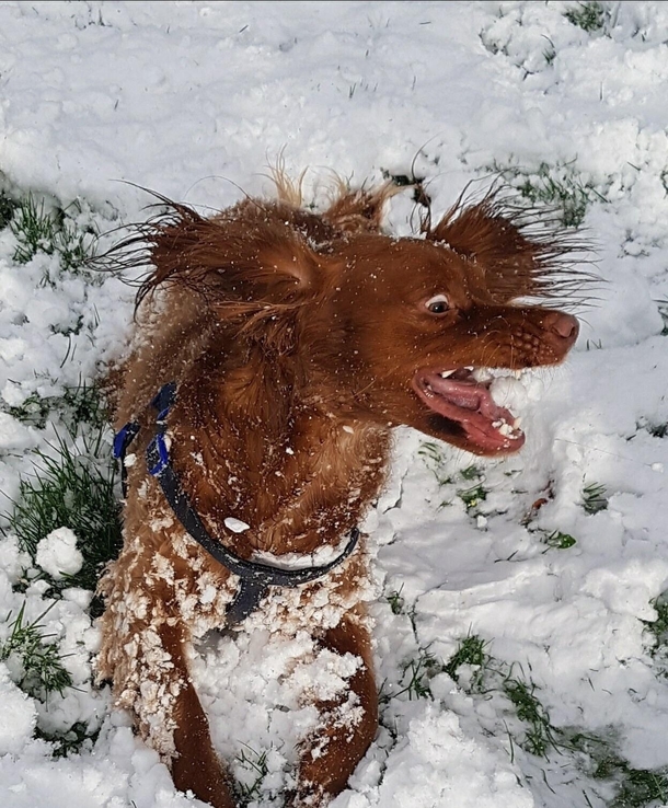 My Auntie has a new dog he has a snow problem
