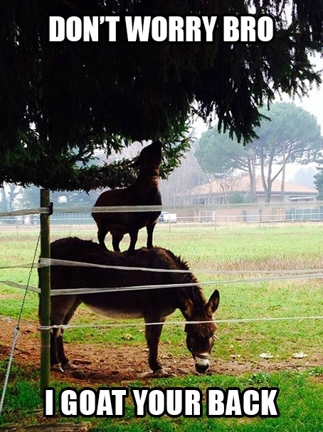 My auntie sent me this photo of a goat standing on a donkey in Italy I couldnt resist