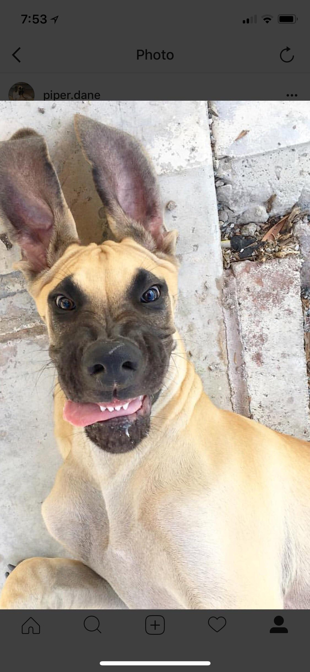 My aunts goofy great dane Louis