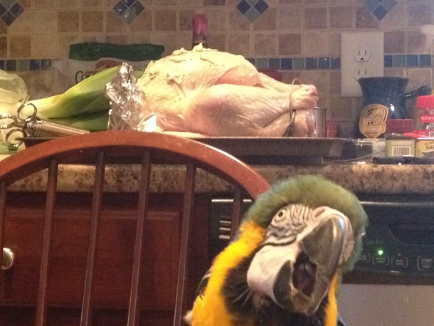 My aunts parrot Coco meets the Thanksgiving Turkey