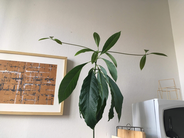 My avocado is robbing a bank