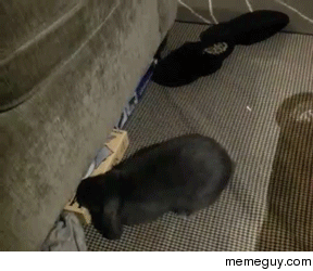 My baby bunny really sucks at board games