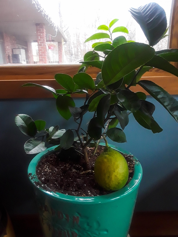 My baby lime tree grew an oversized lime