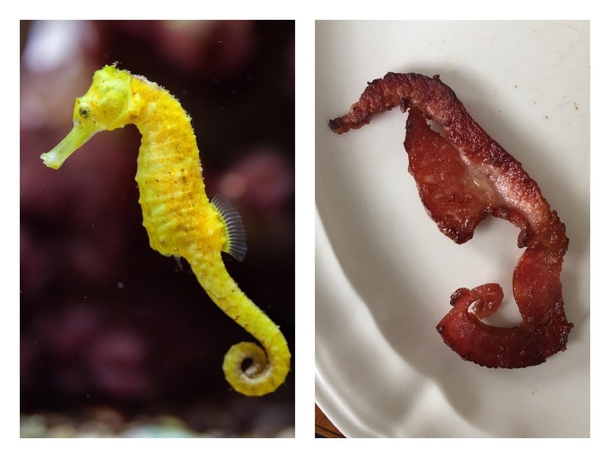 My bacon curled into a seahorse