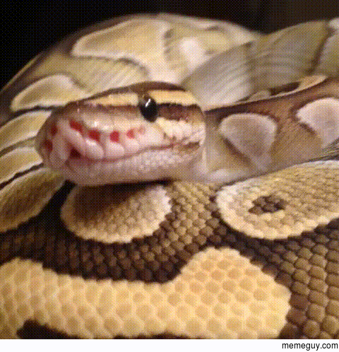 My Ball Python yawning