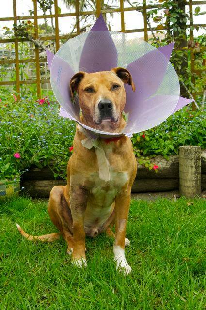 My best bud got a cone of shame so my sister and girlfriend turned him into a flower