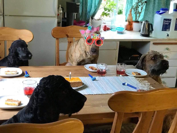 My best friend turned one last month this is him celebrating with friends