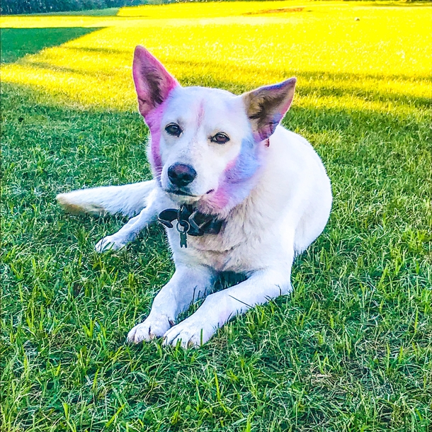 My best friends dog got into a chalk bucket and came out looking like David Bowie