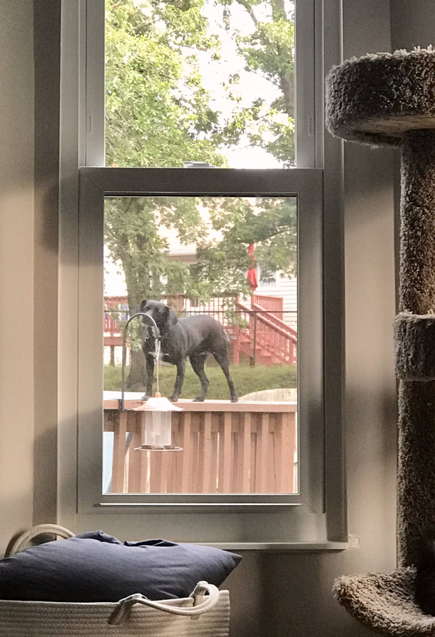 My bird feeder is attracting the weirdest looking squirrels