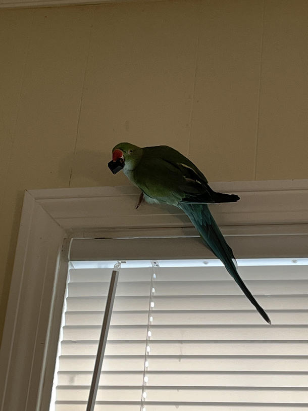 My bird pulled out keyboard and flew hes a mischief