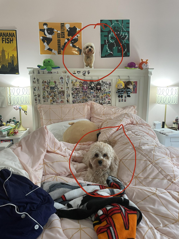 My birthdays coming up and my mom got me an early present because of how much we love our dog Panini A Panini pillow D