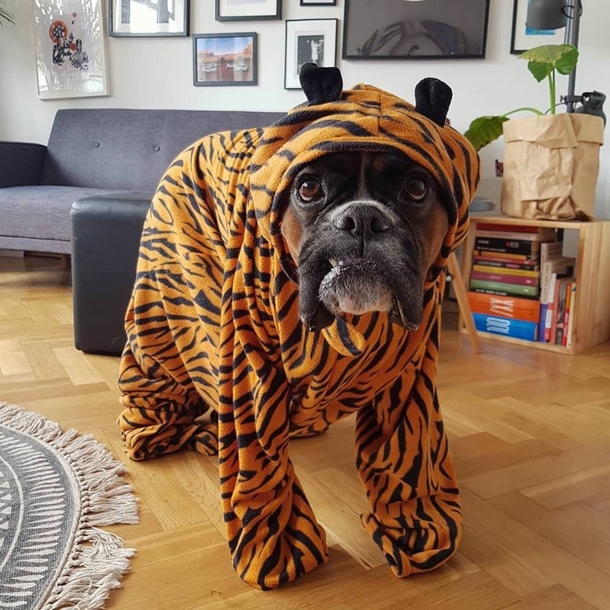 My boxer in tiger onesie