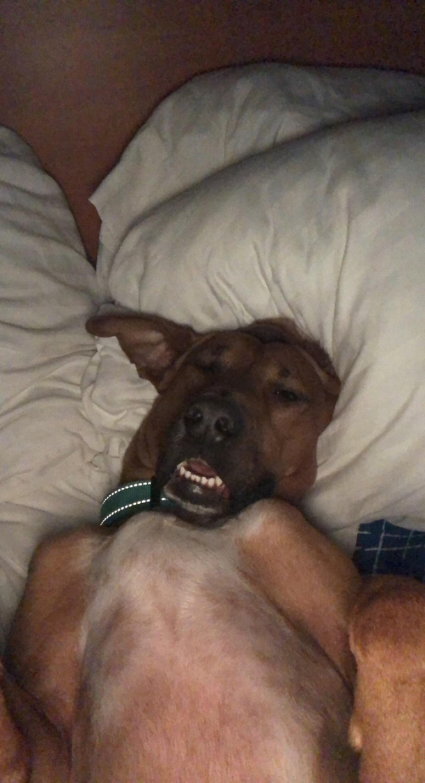 My boy just fell asleep