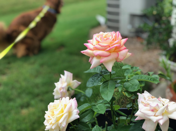 My boyfriend sent me this beautiful picture of my roses this morning But wait theres more