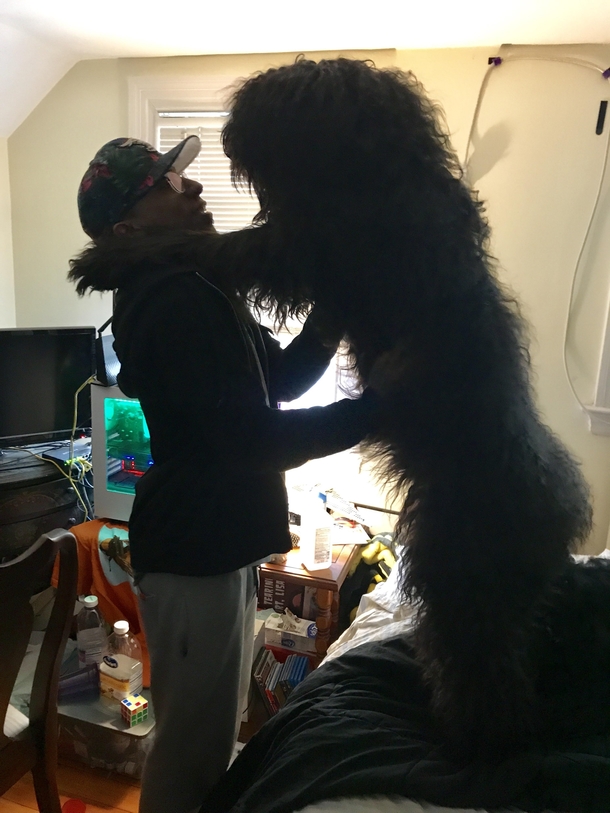 My boyfriends dog is getting a little bigger than we thought she would