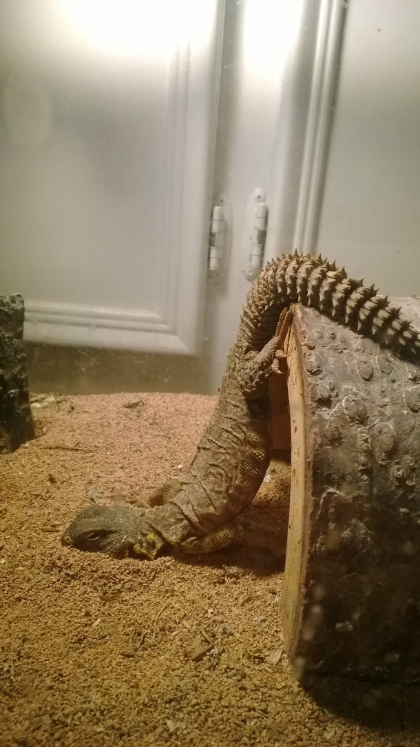 My boyfriends lizard has given up on life