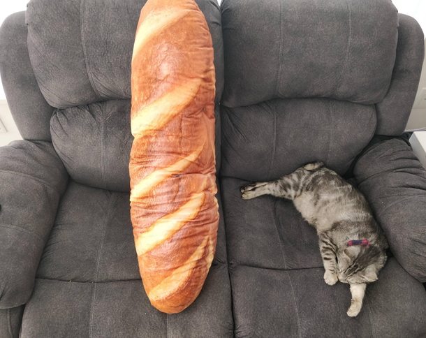 my bread arrived cat for scale