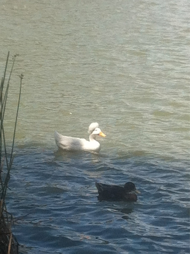 My bro found this Afro-Duck and I saidIll see you on the front page