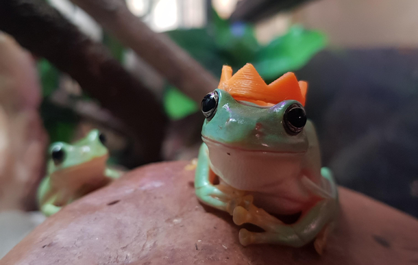 My brother and I have pet frogs and they dont mind if you put stuff on them so we d printed little hats