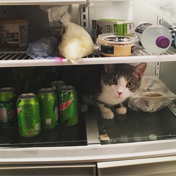My brother cant leave his fridge open for  seconds otherwise this happens