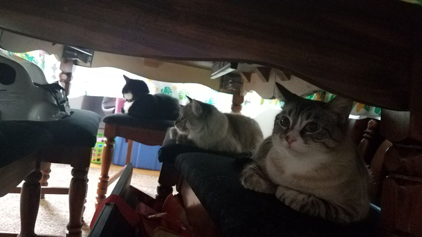 My brother caught his cats having a council to plot his inevitable demise