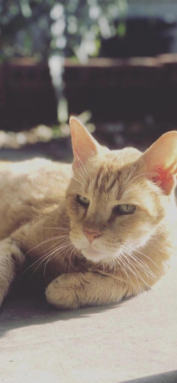My brother-in-laws cat looks like Ron Perlman