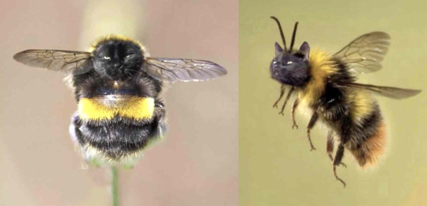 My brother keeps cropping out his cats face onto bees