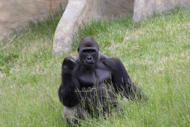 My brother took this photo at the zoo I present Success Gorilla