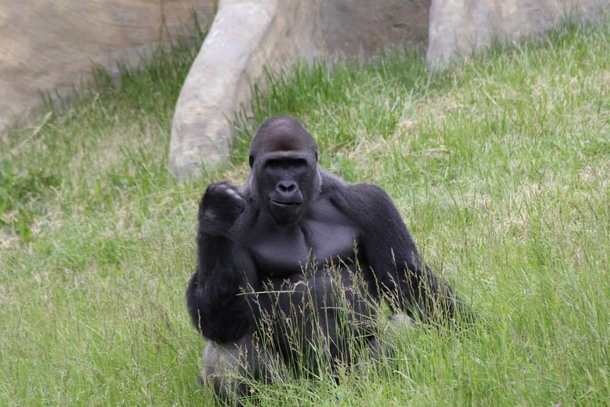 My brother took this photo at the zoo I present Success Gorilla