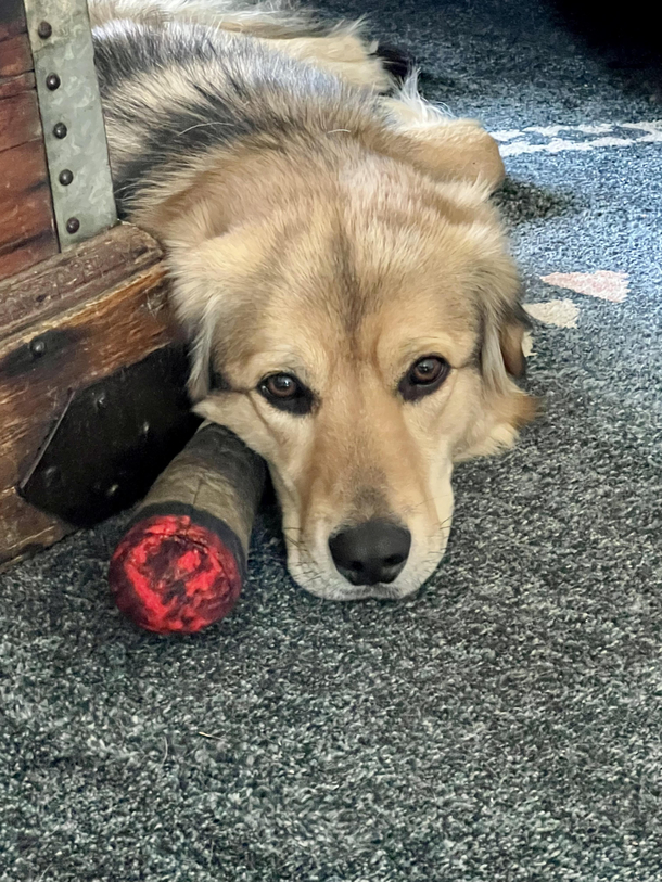 My brothers dog is obsessed with our stuffed doobie dog toy