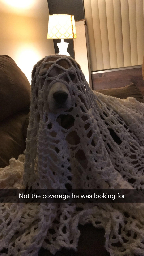 My brothers dog likes to be covered by a blanket threw this blanket on him but it wasnt cutting it