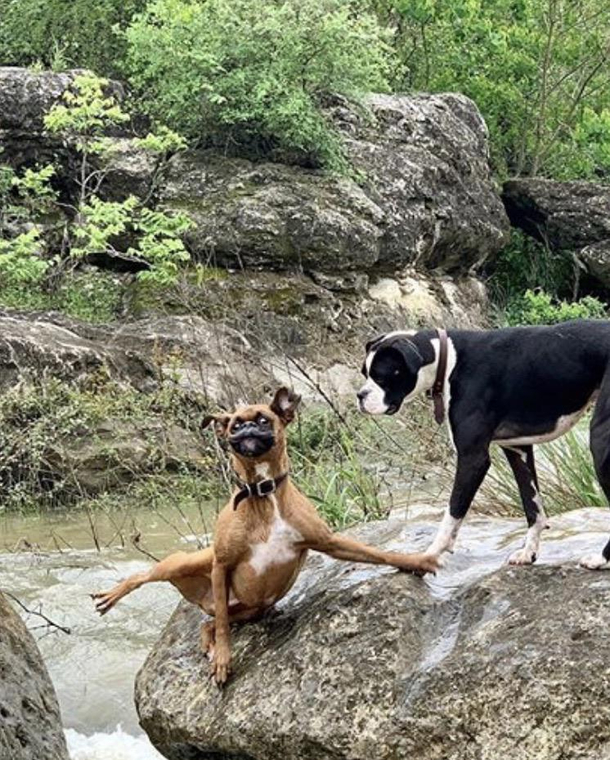 My buddies doggos expressions when one of them biffs it