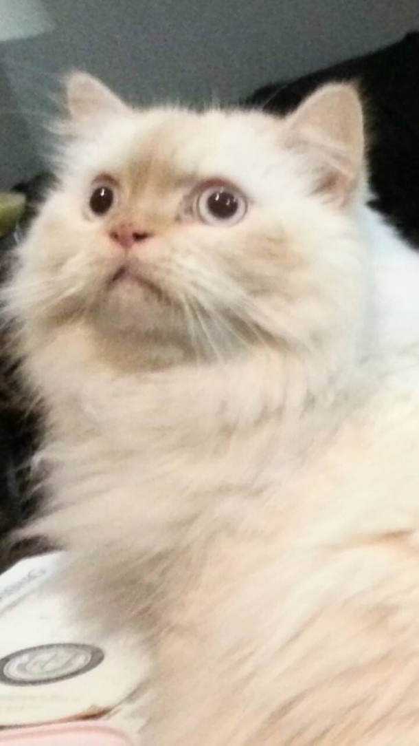 My buddys cat seems to always have war flashbacks