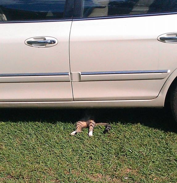 My buddys cat thinks its the transmission