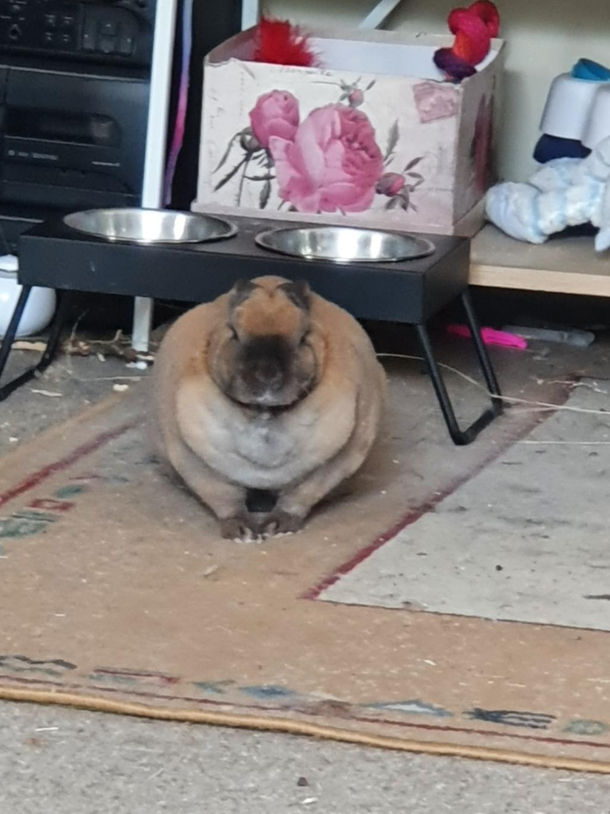 My bunny can beat up your bunny
