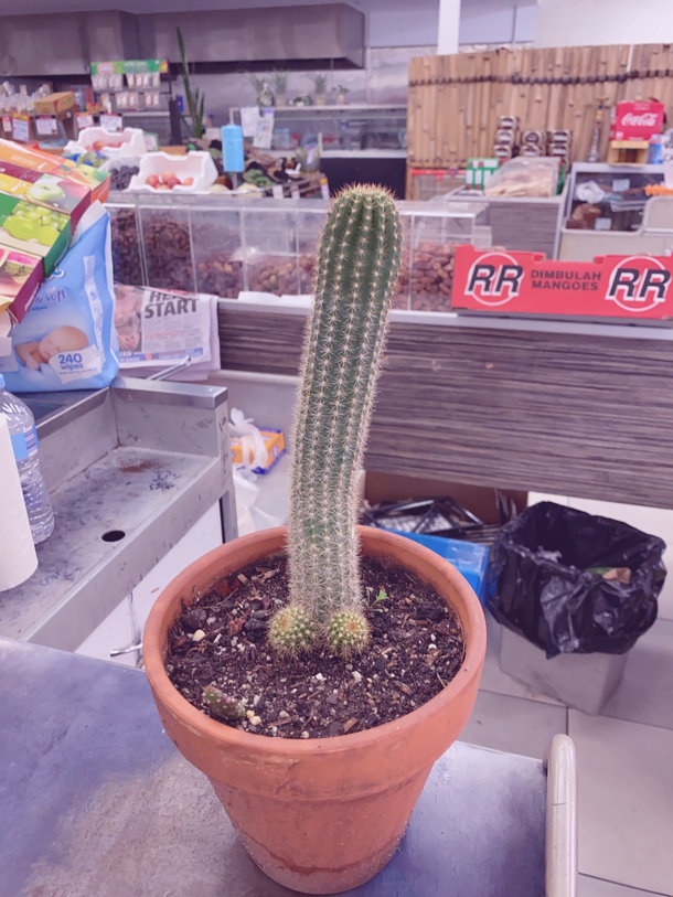 My cactus decided to grow some balls
