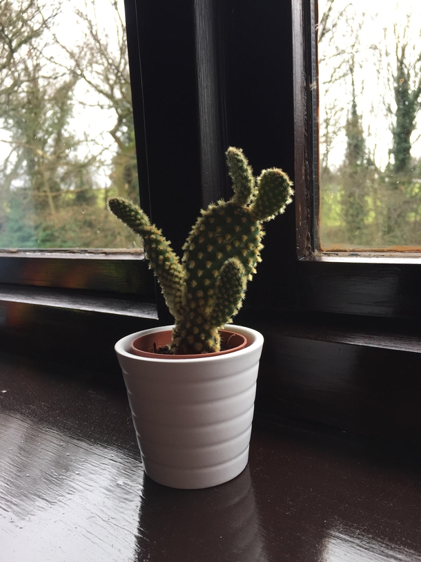 My cactus looks like a rabbit dabbing