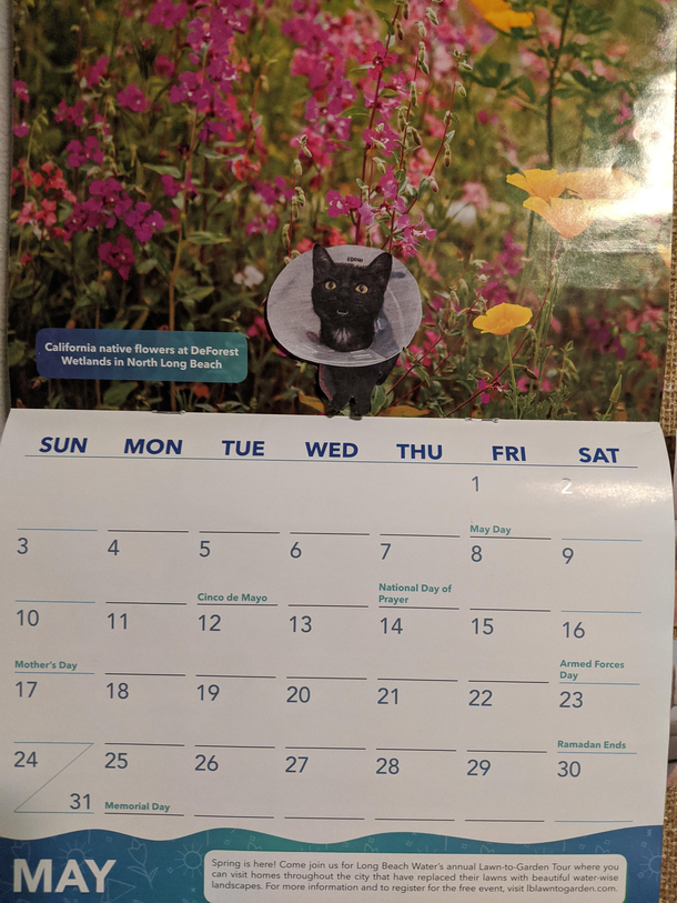 My calendar was boring this month so I cut out a picture of my cat in his cone to spice it up