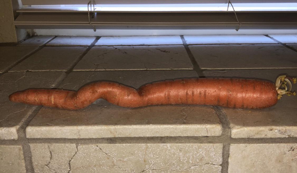 My carrot is trying to make a getaway