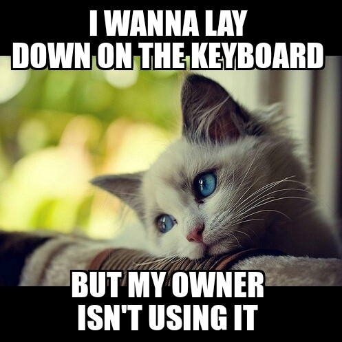 My cat