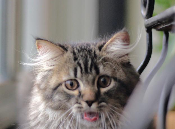 My cat