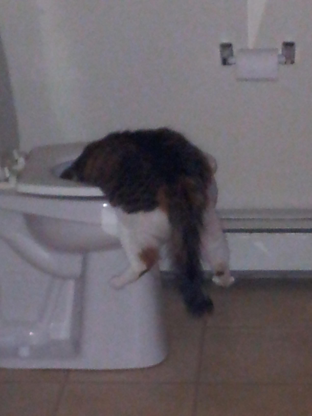 my cat after st paddys day