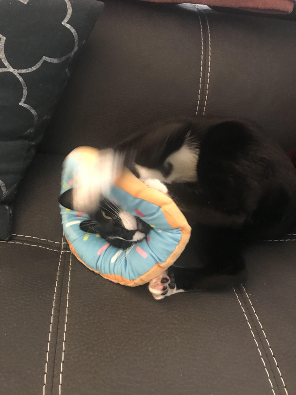 My cat also got a non-traditional cone